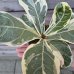  Ficus lyrata (Fikus lýrovitý) ´VARIEGATA´, kont. C1L, výška 5-10cm